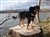 hund4.jpg