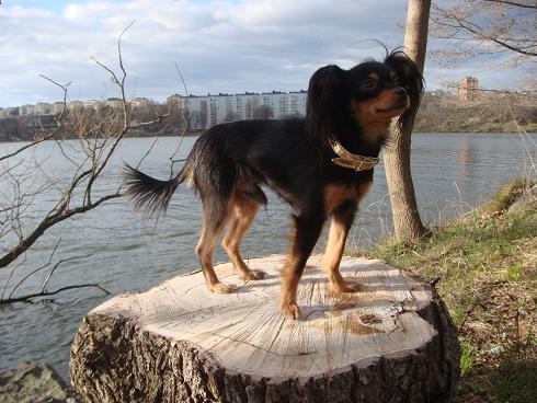 hund4.jpg